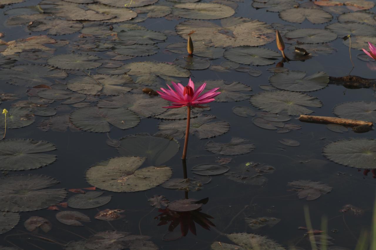 Hotel Blue Spring Boutique Siem Reap Esterno foto